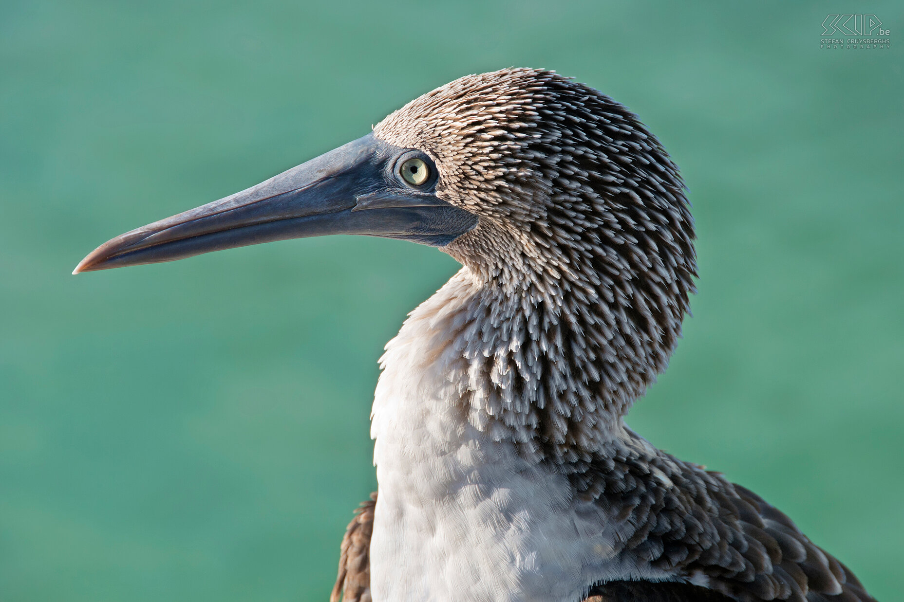 Galapagos - Santa Cruz - Bahia Tortuga - Blue-footed booby The blue-footed booby belongs to the family of the Gannet. They can be easily identified by the blue legs and blue beak and they are not afraid of people. This animal lives in several places in South America. Stefan Cruysberghs